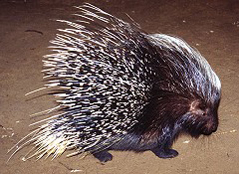 37 stachelschwein.jpg